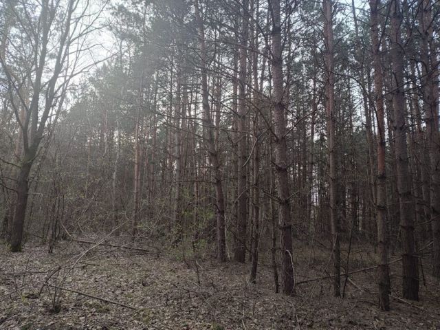 Działka leśna Dworszowice Kościelne Zimna Woda. Zdjęcie 1