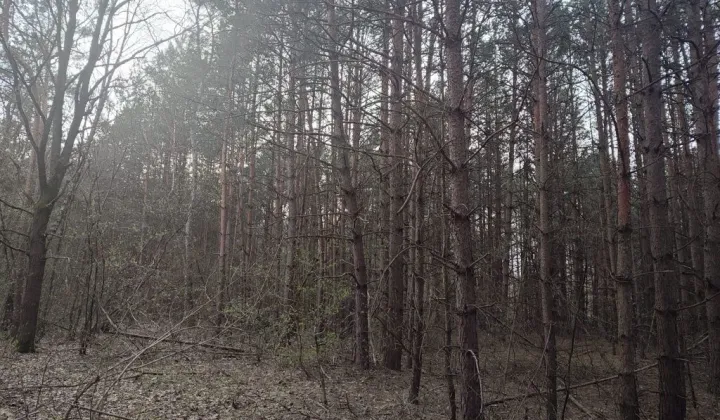 Działka leśna Dworszowice Kościelne Zimna Woda