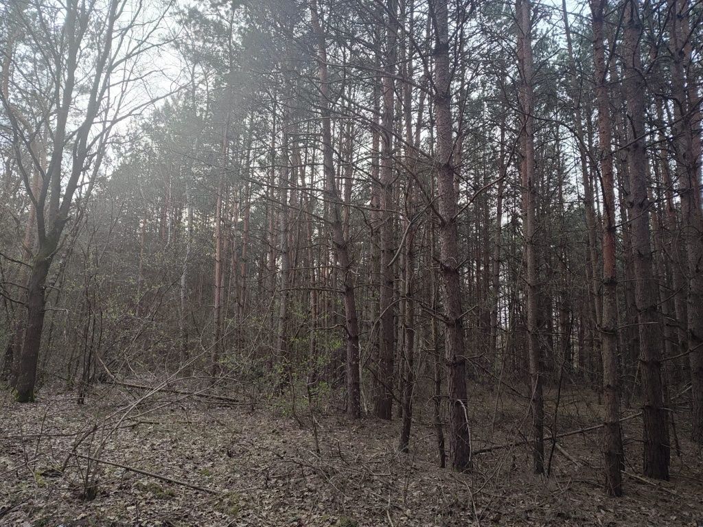 Działka leśna Dworszowice Kościelne Zimna Woda. Zdjęcie 1