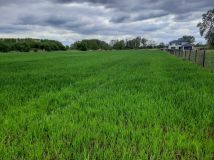 Działka rolna Kiełpin. Zdjęcie 1