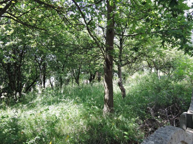 Działka rolno-budowlana Brzozówka Zielona Droga, ul. Modrzewiowa. Zdjęcie 1