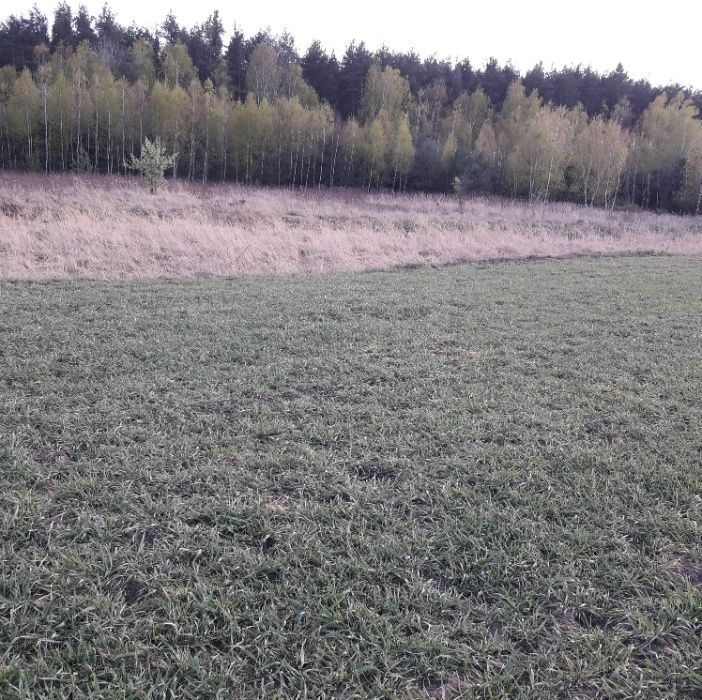 Działka rekreacyjna Tarchalice. Zdjęcie 6