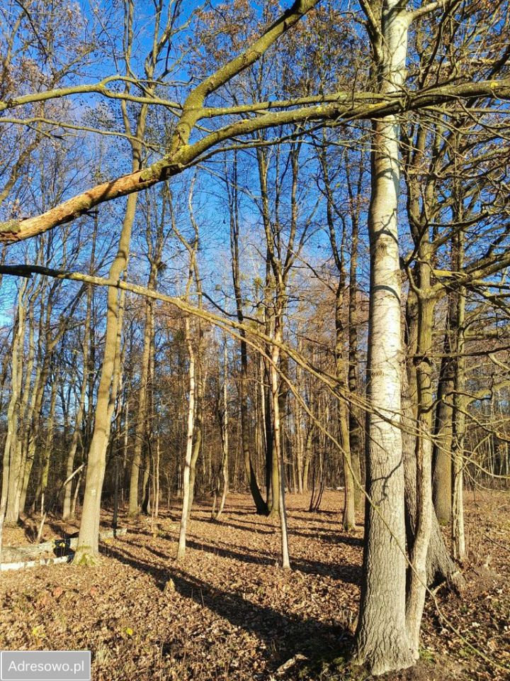 Działka siedliskowa Nowa Wieś. Zdjęcie 14