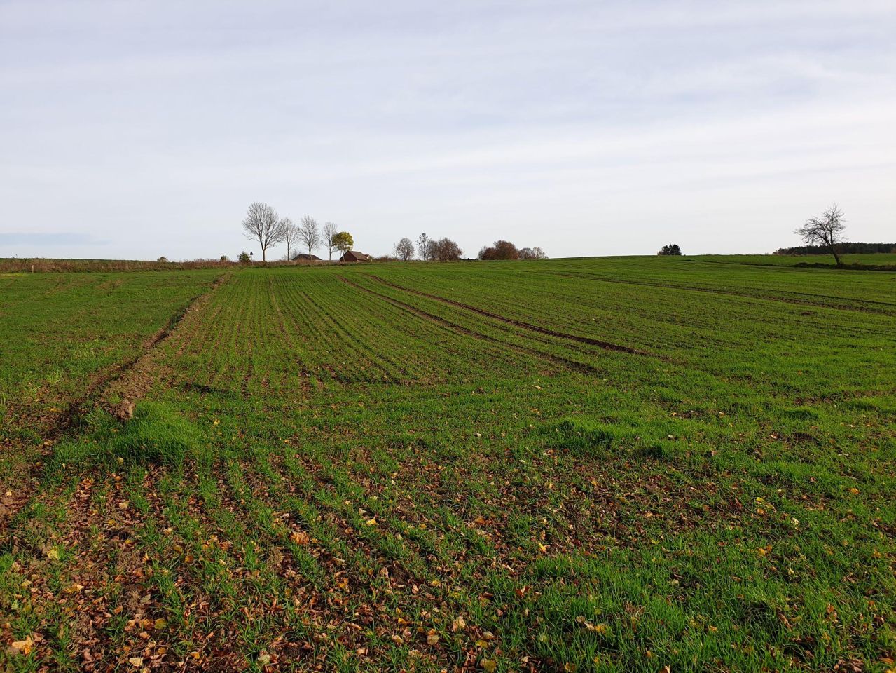 Działka siedliskowa Gwiazdowo. Zdjęcie 3