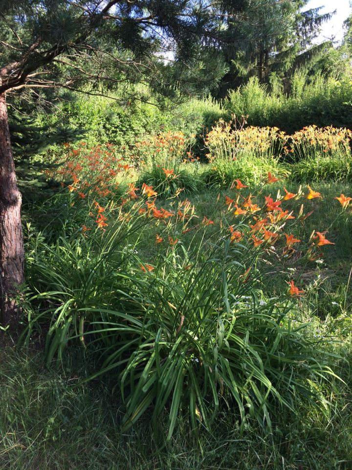 Działka rod Warszawa Włochy, ul. Wykusz. Zdjęcie 22