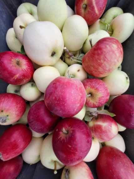 Działka rod Olsztyn. Zdjęcie 8