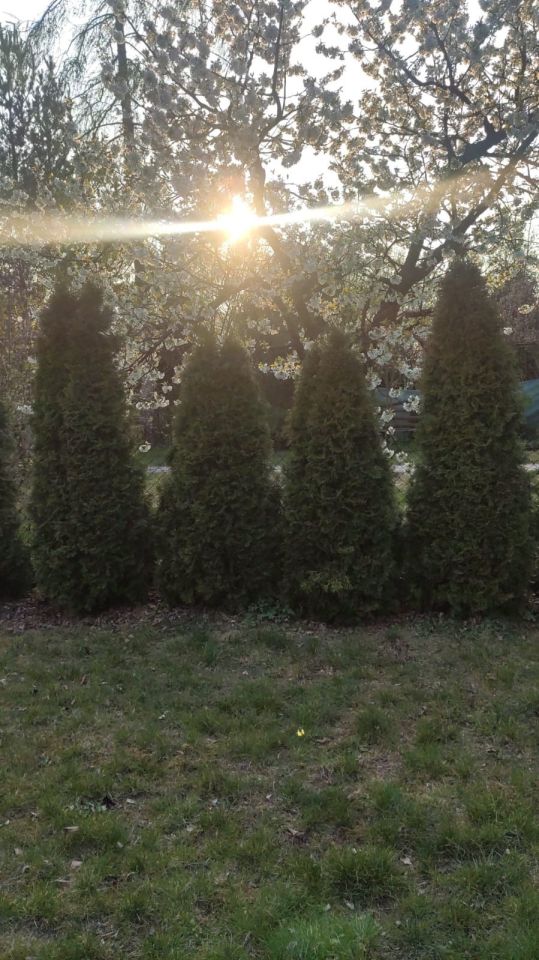 Działka rod Sochaczew. Zdjęcie 5