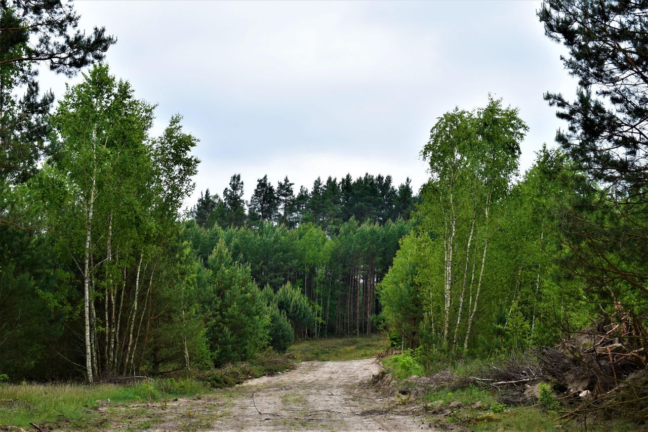 Działka rolno-budowlana Osowo Leśne. Zdjęcie 3