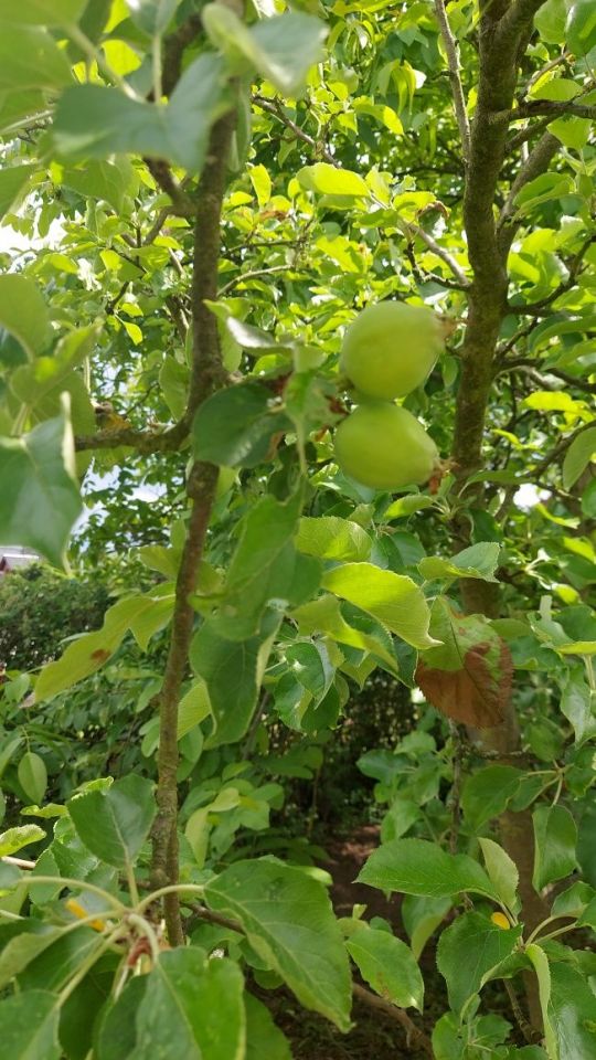 Działka rod Gryfino, ul. Armii Krajowej. Zdjęcie 4