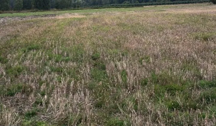 Działka rolna Miastkówek, Brak