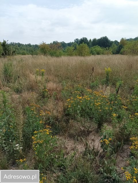 Działka budowlana Cegłów, ul. Jodłowa. Zdjęcie 1