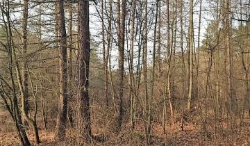 Działka leśna Pilica