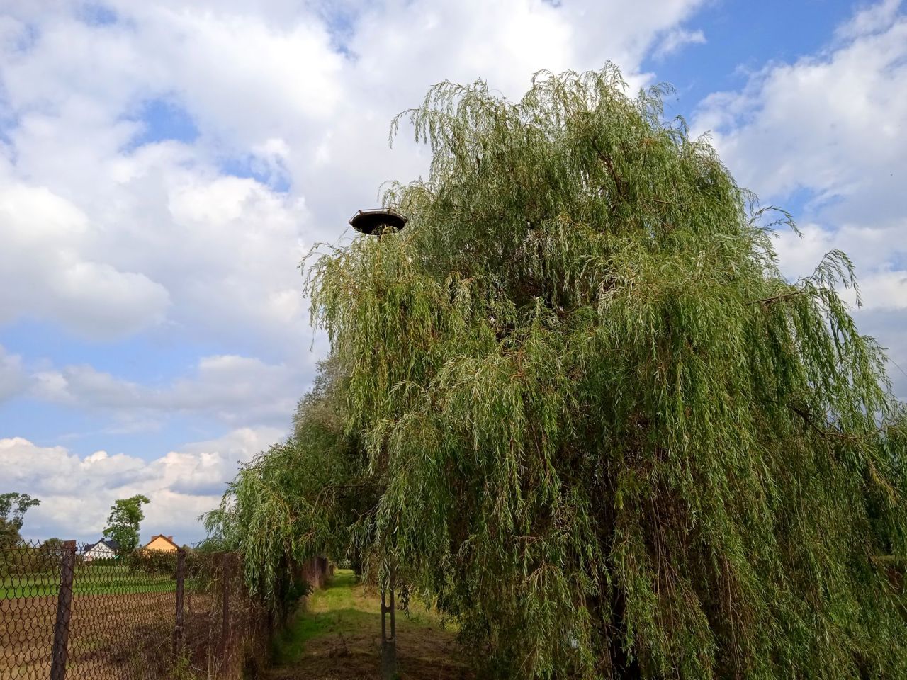 Działka rekreacyjna Pierzchów. Zdjęcie 11