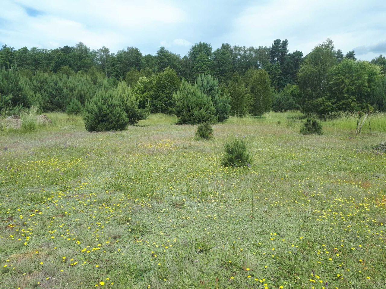 Działka rolna Kalonka. Zdjęcie 6