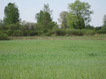 Działka rolna Tajenko. Zdjęcie 4