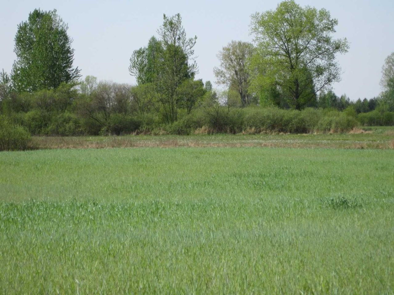 Działka rolna Tajenko. Zdjęcie 5