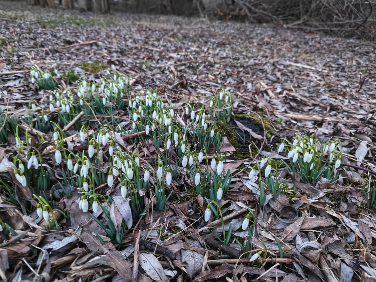 Działka rod Lublin Podzamcze, ul. Podzamcze. Zdjęcie 2