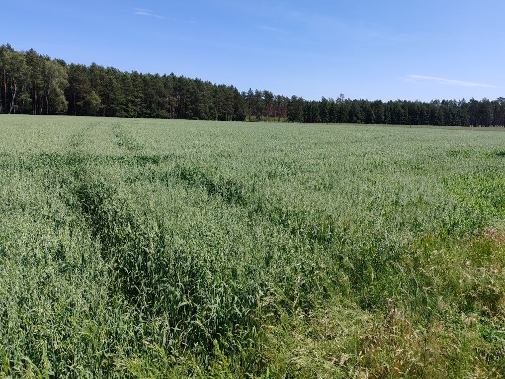 Działka rolna Marunowo. Zdjęcie 6