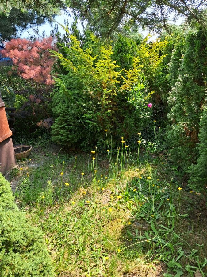 Działka rod Odrano-Wola. Zdjęcie 6