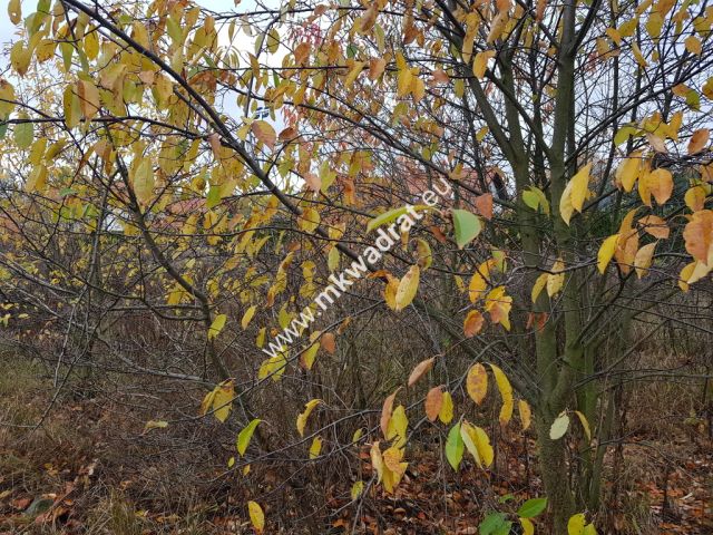 Działka budowlana Milanówek. Zdjęcie 3