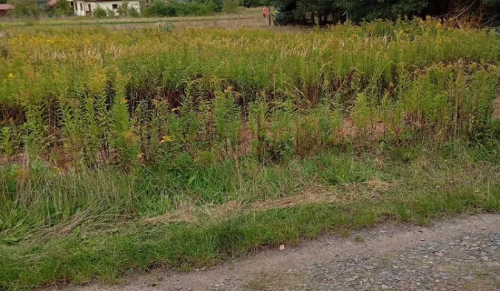Działka budowlana Uskorz Wielki
