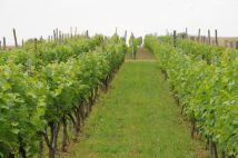 Działka rolna Jedlicze Męcinka, ul. Jesionowa. Zdjęcie 1