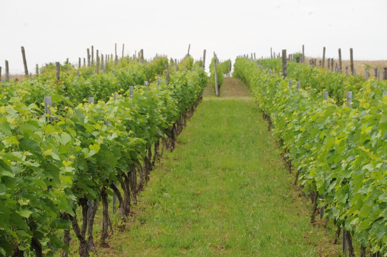 Działka rolna Jedlicze Męcinka, ul. Jesionowa. Zdjęcie 2