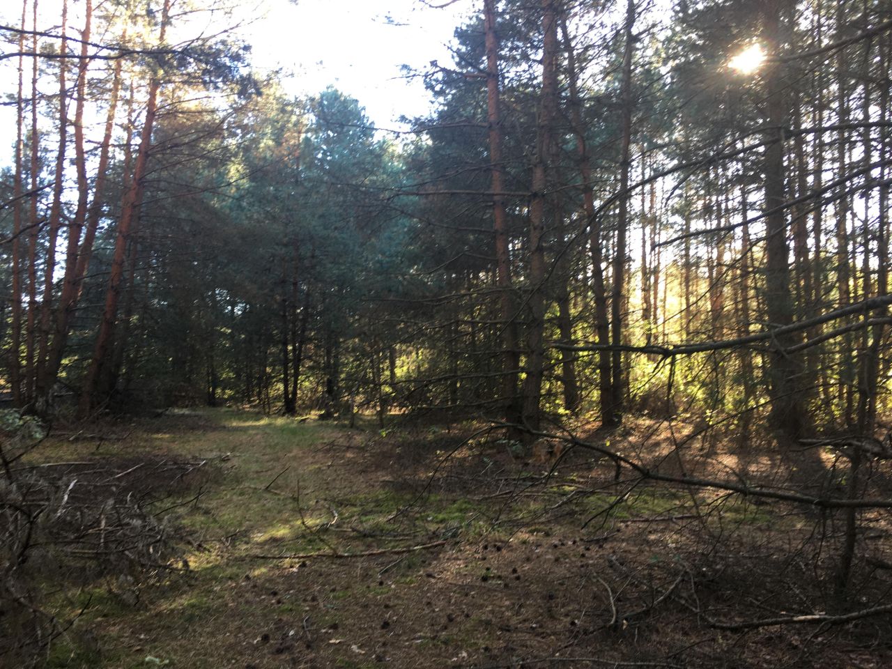 Działka rolna Żdżarki. Zdjęcie 6