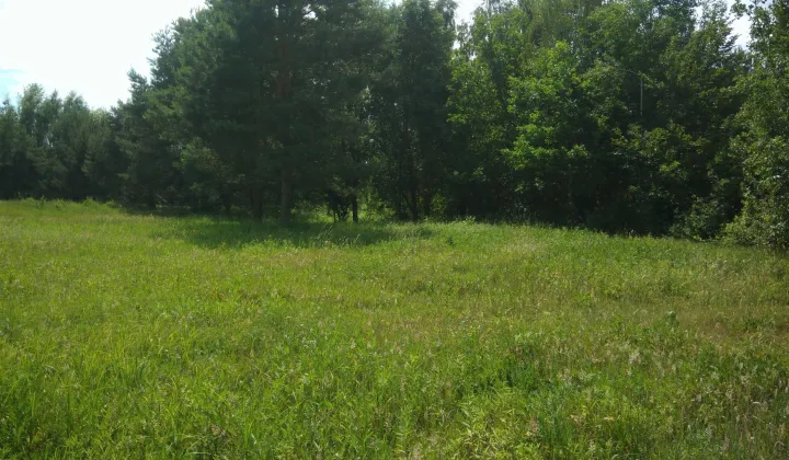 Działka rolno-budowlana Korzeń Królewski