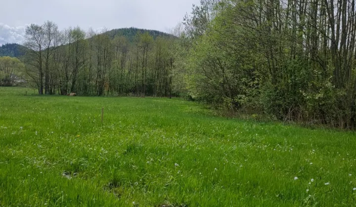 Działka budowlana Pisarzowice