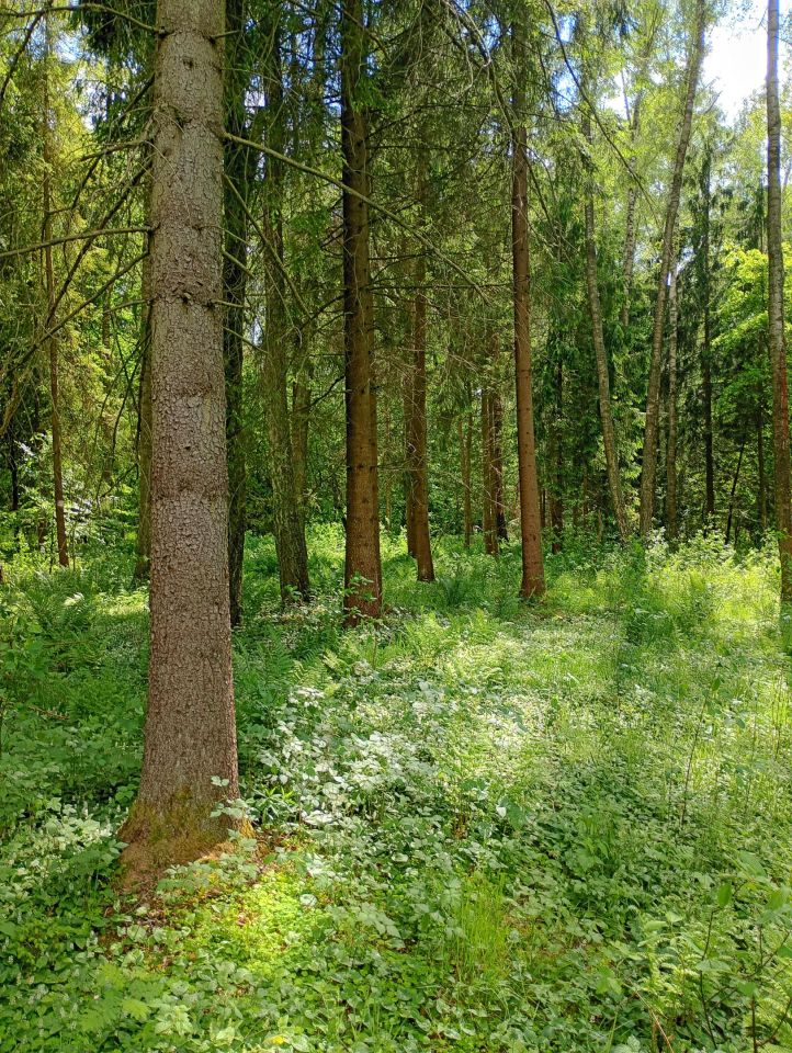 Działka rolna Płonne. Zdjęcie 9