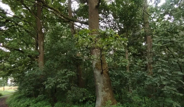 Działka leśna Błońsko