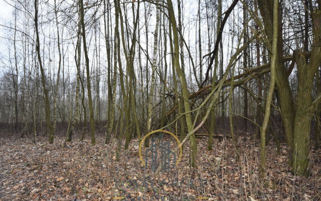 Działka leśna Jawidz. Zdjęcie 5