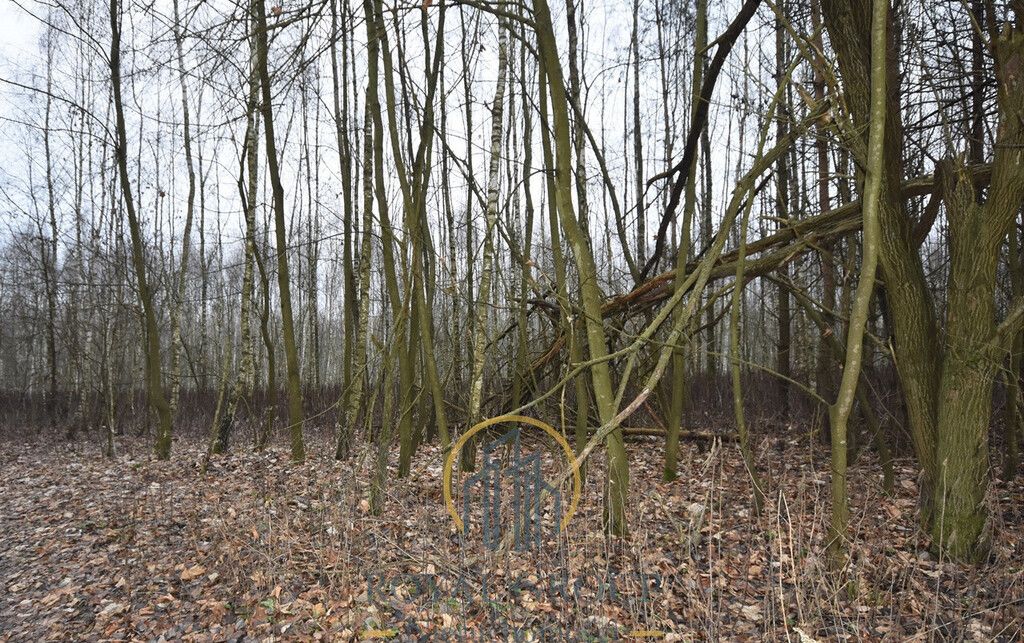 Działka leśna Jawidz. Zdjęcie 5