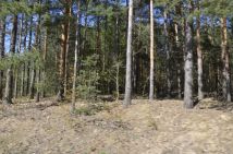 Działka leśna Strugi Krzywickie. Zdjęcie 1