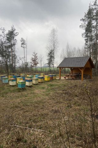 Działka leśna Mościcha. Zdjęcie 1