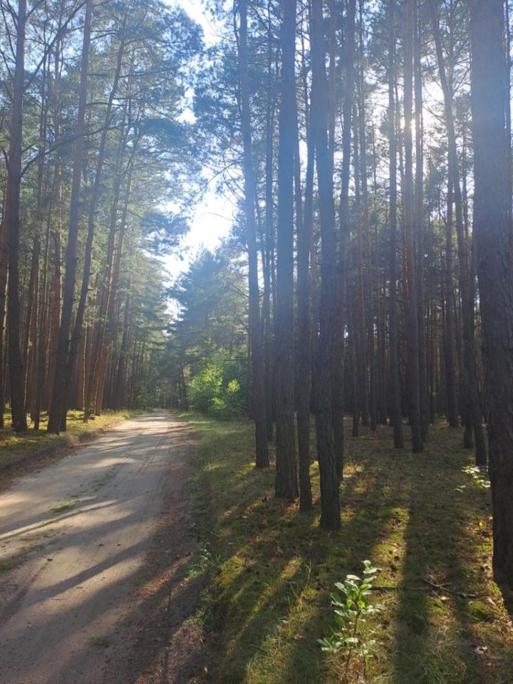 Działka rekreacyjna Chojne. Zdjęcie 4