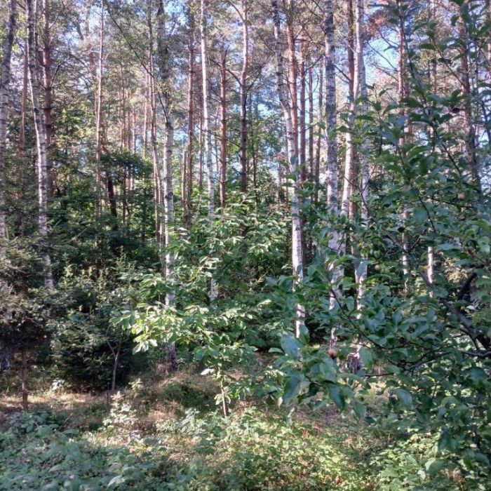 Działka rekreacyjna Lewinko. Zdjęcie 16