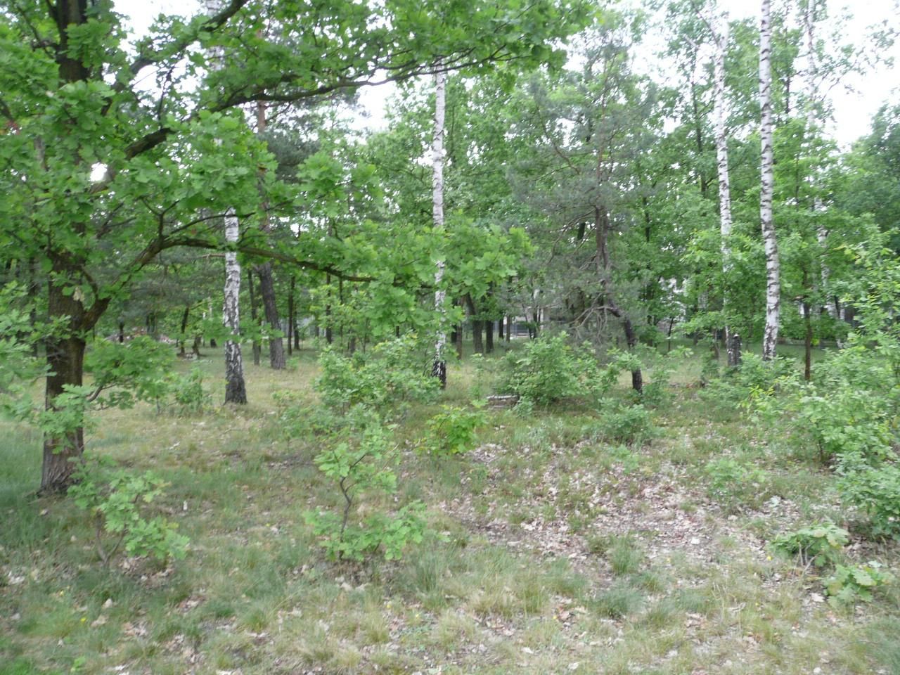 Działka leśna Warszawa Choszczówka, ul. Starego Dębu. Zdjęcie 8