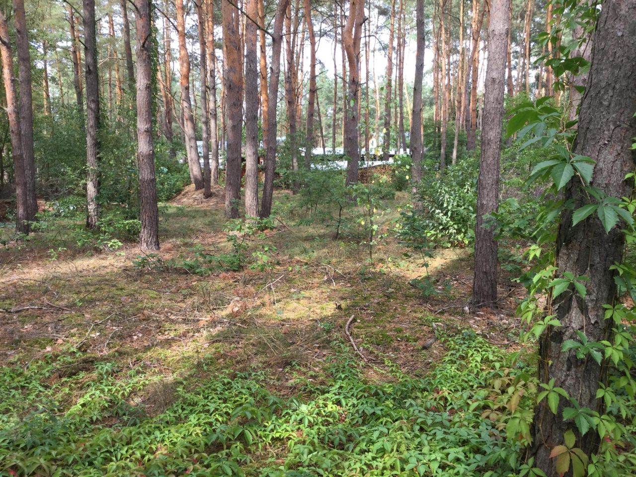 Działka budowlana Nowe Załubice, ul. Wiolinowa. Zdjęcie 1