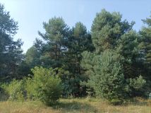 Działka budowlana Bilska Wola Karolinów. Zdjęcie 1