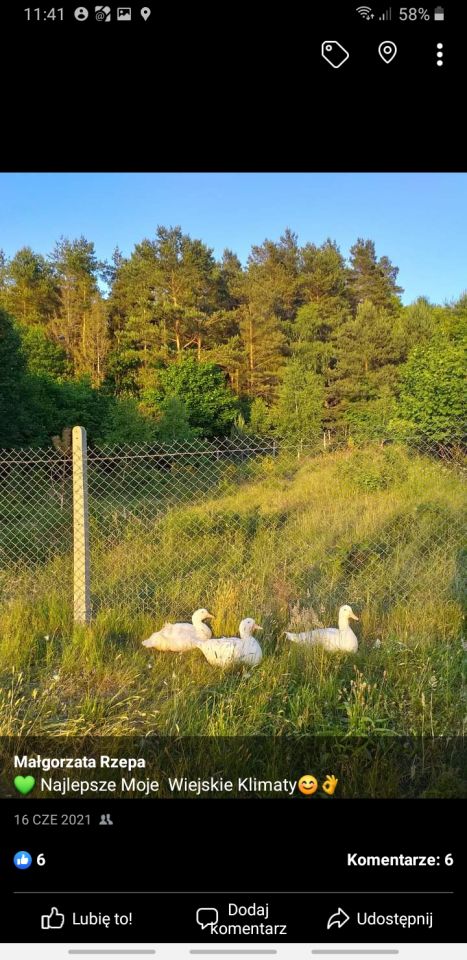 Działka budowlana Drzeńsko. Zdjęcie 3