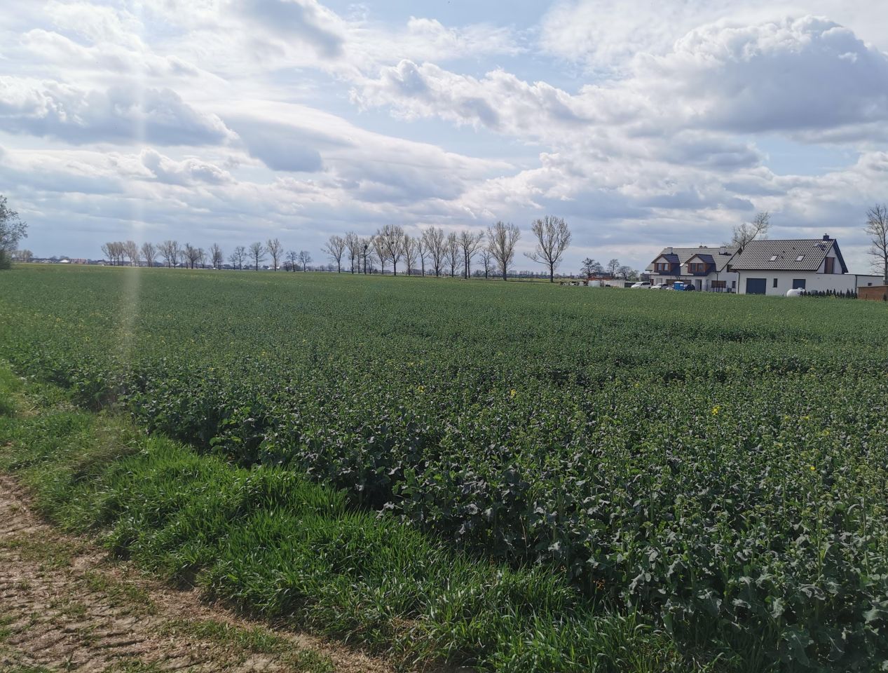 Działka budowlana Nowosiedlice. Zdjęcie 6