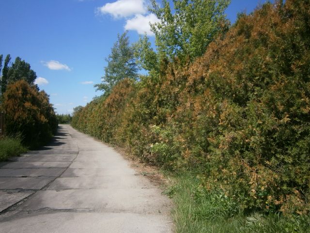 Działka inwestycyjna Złotów, ul. Brzozowa. Zdjęcie 17