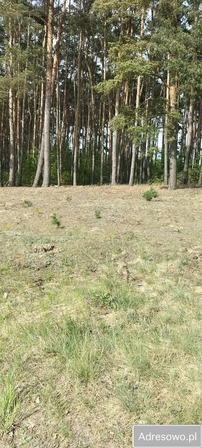 Działka budowlana Chomiąża Szlachecka. Zdjęcie 3