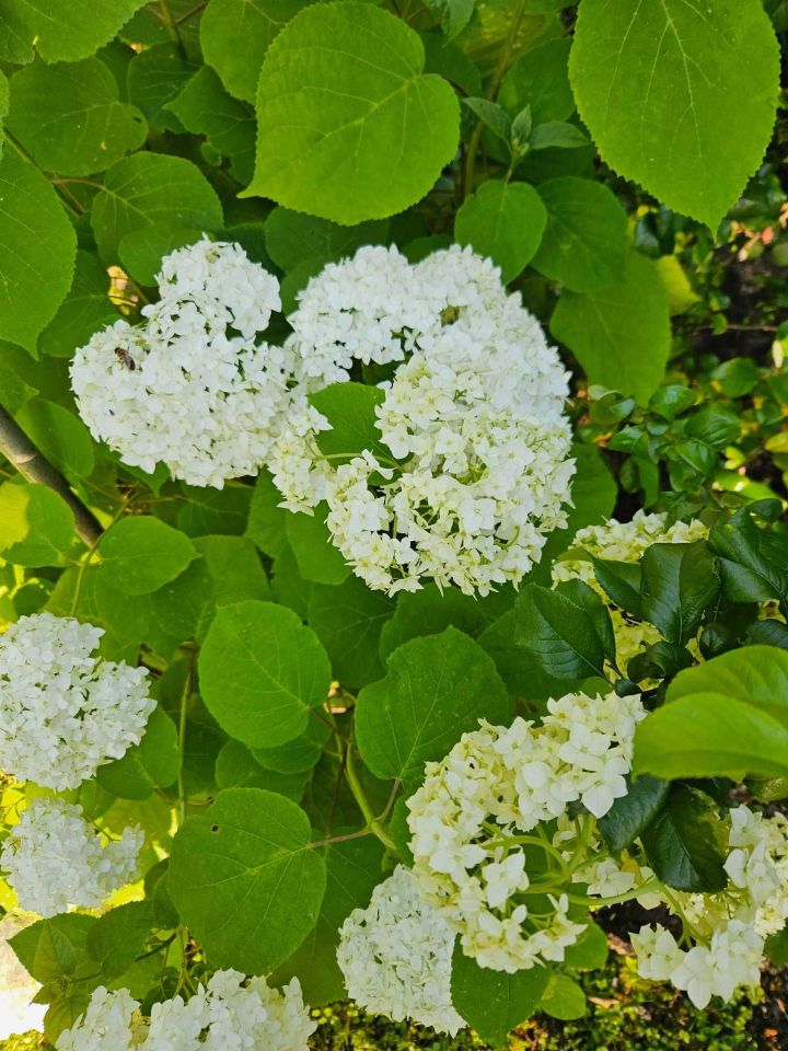 Działka rod Warszawa Mokotów. Zdjęcie 2