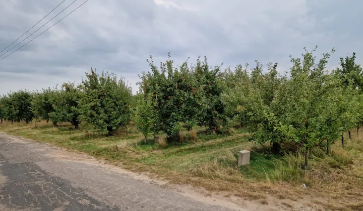 Działka rolna Pęcław