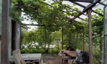 Działka rod Koszalin, ul. Holenderska. Zdjęcie 1