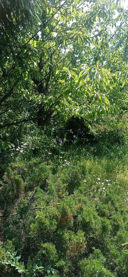 Działka rod Łódź Widzew, ul. Lodowa. Zdjęcie 58