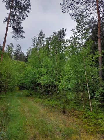 Działka leśna Czarnowo-Biki. Zdjęcie 1